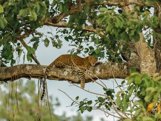 20210213133453-Leopard in tree in Bandipur Tiger Reserve.jpg